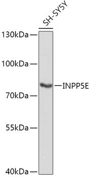 INPP5E Rabbit pAb