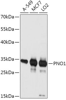 PNO1 Rabbit pAb