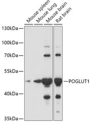 POGLUT1 Rabbit pAb