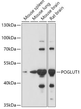 POGLUT1 Rabbit pAb