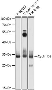 Cyclin D2 Rabbit pAb