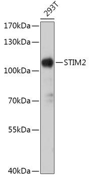 STIM2 Rabbit pAb