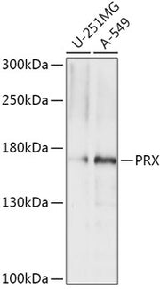 PRX Rabbit pAb