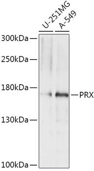 PRX Rabbit pAb