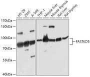 FASTKD5 Rabbit pAb