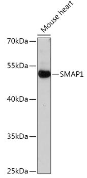 SMAP1 Rabbit pAb