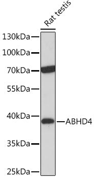 ABHD4 Rabbit pAb