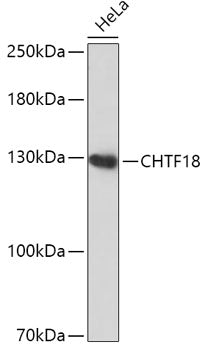 CHTF18 Rabbit pAb