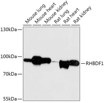 RHBDF1 Rabbit pAb