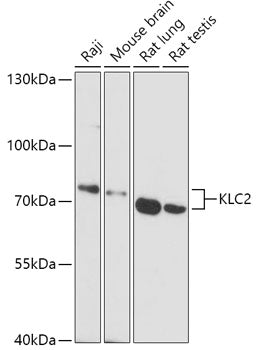 KLC2 Rabbit pAb