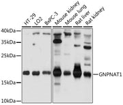 GNPNAT1 Rabbit pAb