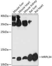 MRPL34 Rabbit pAb