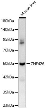 ZNF426 Rabbit pAb