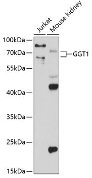 GGT1 Rabbit pAb