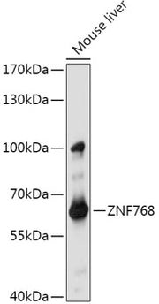 ZNF768 Rabbit pAb