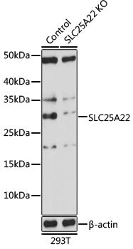 [KO Validated] SLC25A22 Rabbit pAb