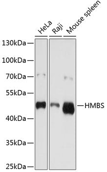 HMBS Rabbit pAb