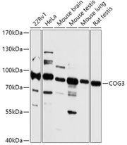 COG3 Rabbit pAb