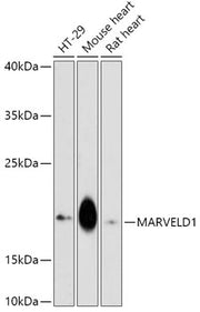 MARVELD1 Rabbit pAb