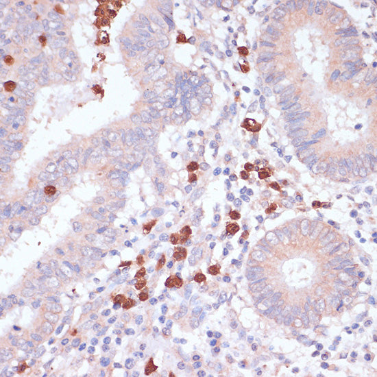 CD82 Rabbit pAb