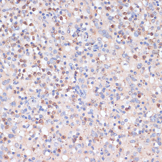 CD82 Rabbit pAb