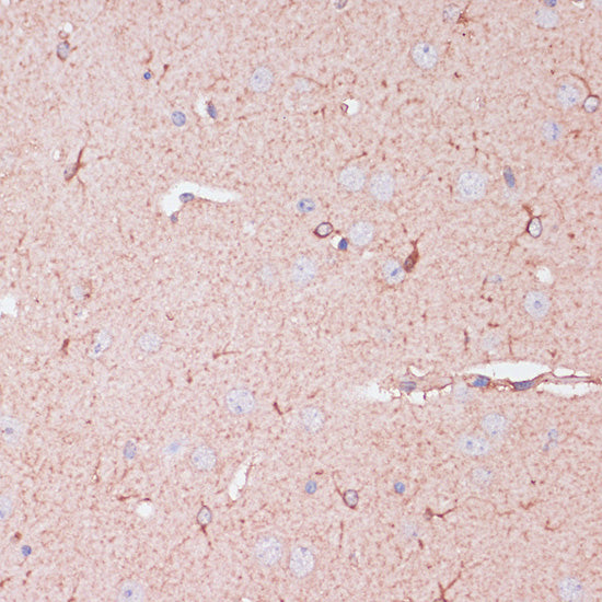 CD82 Rabbit pAb