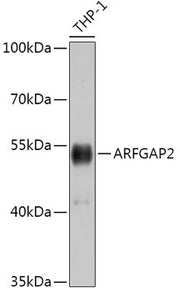 ARFGAP2 Rabbit pAb
