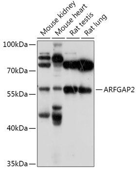 ARFGAP2 Rabbit pAb