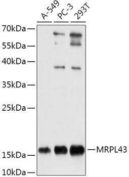 MRPL43 Rabbit pAb