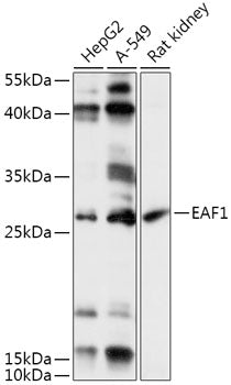EAF1 Rabbit pAb