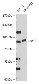 SCIN Rabbit pAb