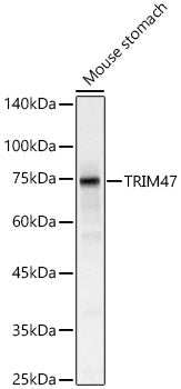 TRIM47 Rabbit pAb