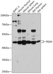 PIGM Rabbit pAb