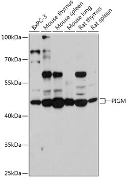 PIGM Rabbit pAb