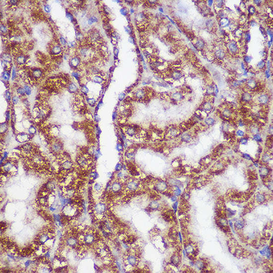 PIGM Rabbit pAb
