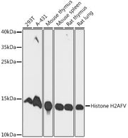 Histone H2AFV Rabbit pAb