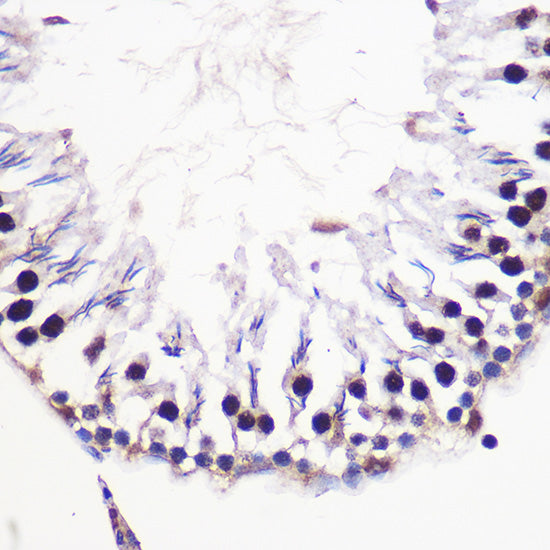 Histone H2AFV Rabbit pAb