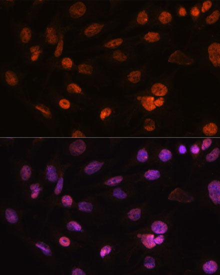 Histone H2AFV Rabbit pAb