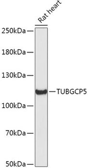 TUBGCP5 Rabbit pAb