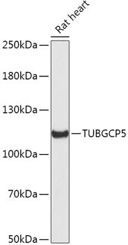 TUBGCP5 Rabbit pAb