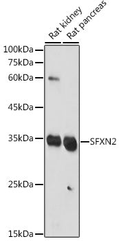 SFXN2 Rabbit pAb