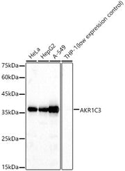 AKR1C3 Rabbit pAb