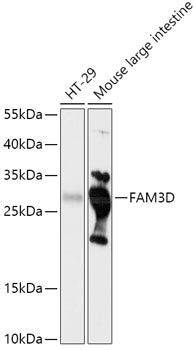 FAM3D Rabbit pAb