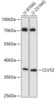 CLVS2 Rabbit pAb