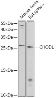 CHODL Rabbit pAb