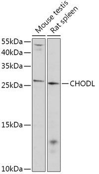 CHODL Rabbit pAb