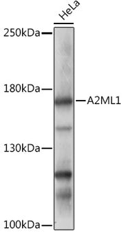 A2ML1 Rabbit pAb