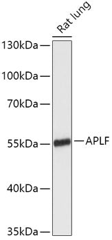 APLF Rabbit pAb