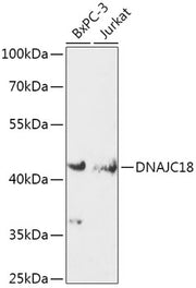 DNAJC18 Rabbit pAb