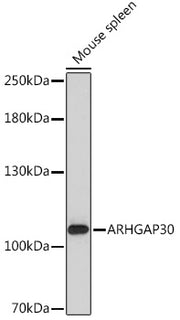 ARHGAP30 Rabbit pAb